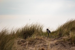 Pie dans les dunes